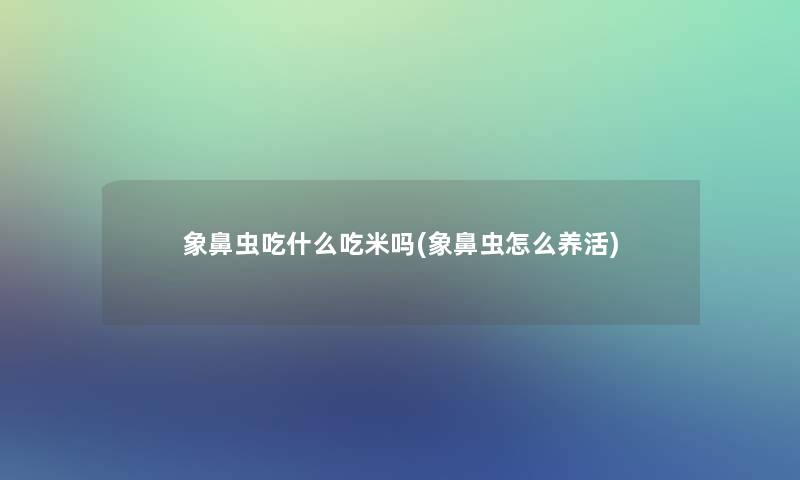 象鼻虫吃什么吃米吗(象鼻虫怎么养活)