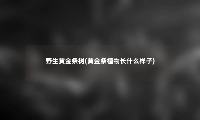 野生黄金条树(黄金条植物长什么样子)