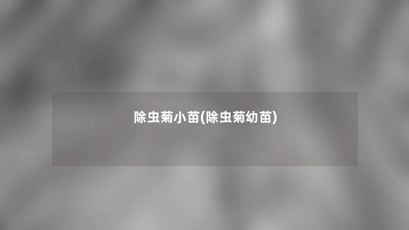 除虫菊小苗(除虫菊幼苗)