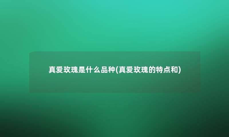 真爱玫瑰是什么品种(真爱玫瑰的特点和)